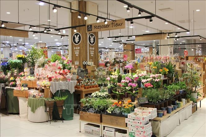 Vietnamese flowers secures foothold in Japanese market